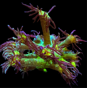 Glitter Bomb Goniopora