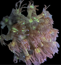 Load image into Gallery viewer, Glitter Bomb Goniopora
