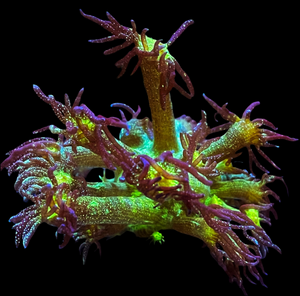 Glitter Bomb Goniopora