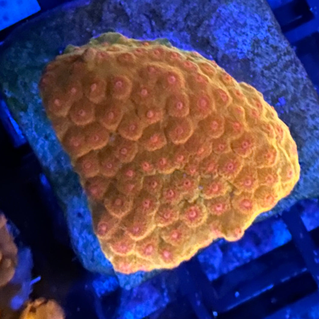 WWC Defcon Cyphastrea