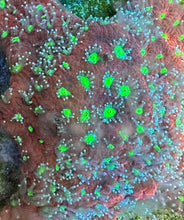 Load image into Gallery viewer, Green eyes war coral
