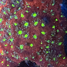 Load image into Gallery viewer, Green eyes war coral
