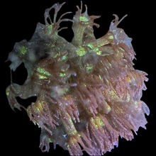 Load image into Gallery viewer, Glitter Bomb Goniopora
