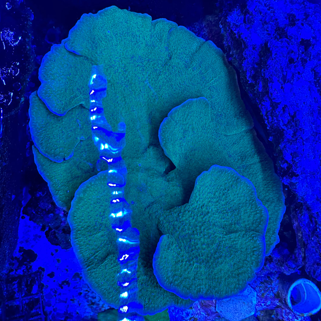 Green Montipora