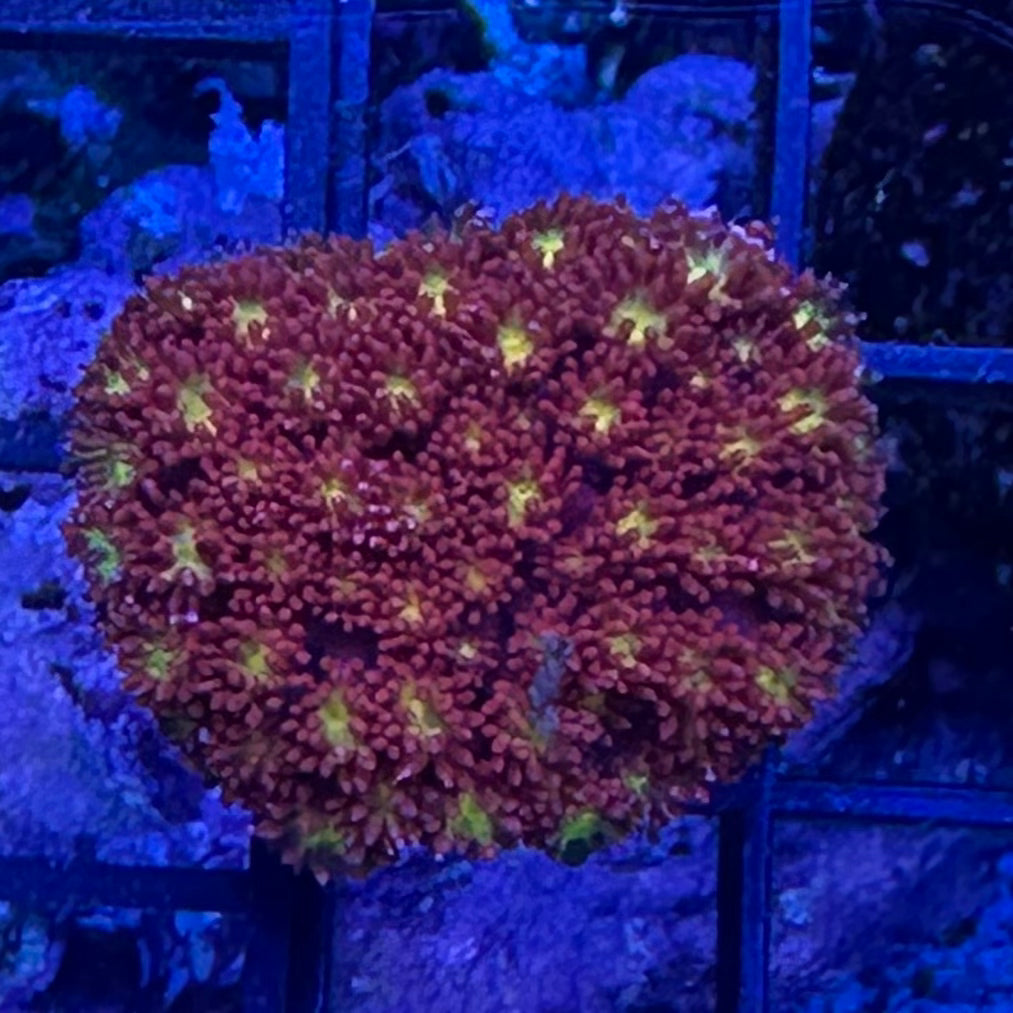 Red Daisy Bernardpora