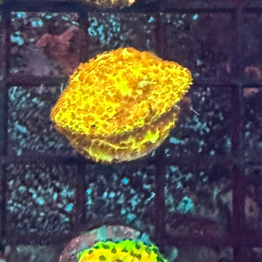 Reverse Sunset Montipora