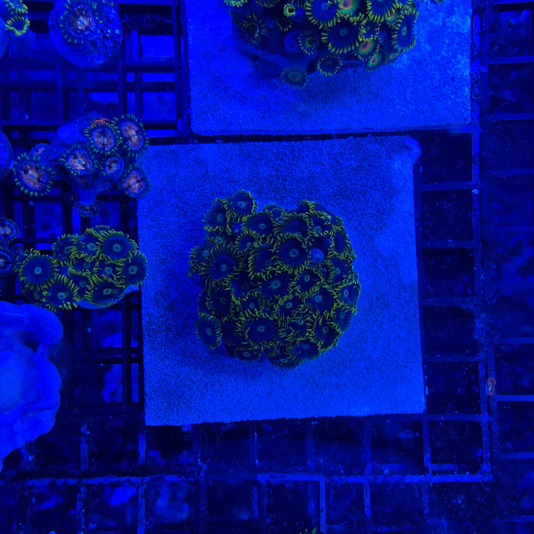 Blueberry Fields Zoas