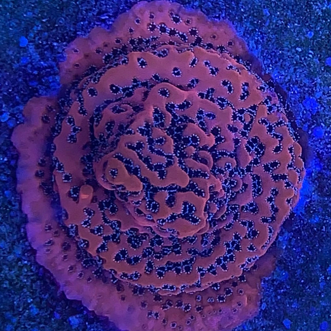 Silver Bullet Montipora