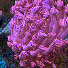 Load image into Gallery viewer, Red Gonipora
