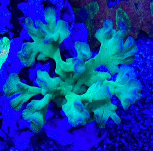 Cactus coral